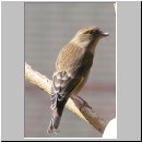 Carduelis chloris - Gruenfink w03.jpg